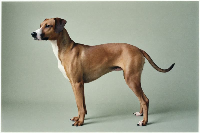 A calm medium-sized dog standing in profile against a pastel backdrop