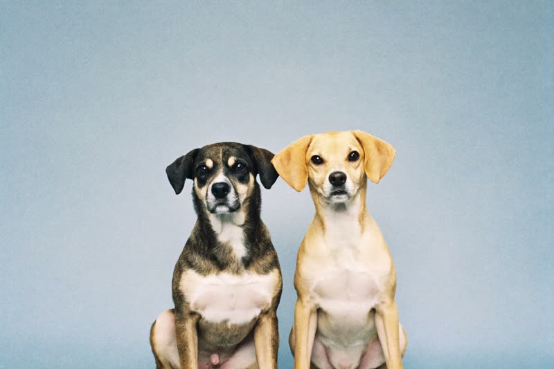 Two freshly groomed dogs of different sizes sitting side by side