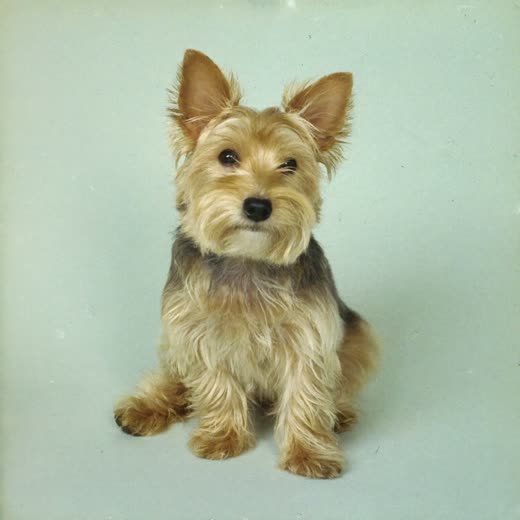 A freshly bathed and dried small dog on a soft pastel background