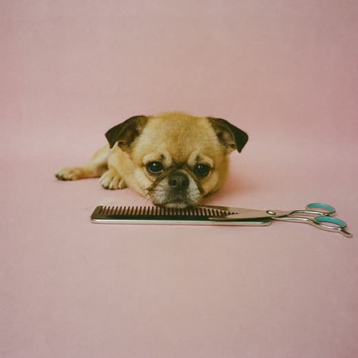 Grooming scissors and comb laid out on a pastel surface