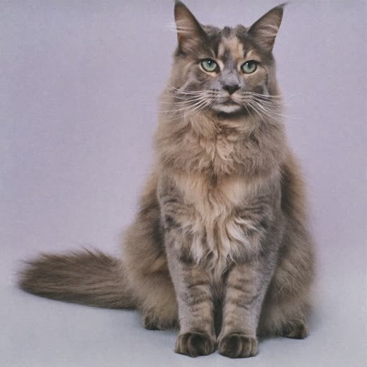 A long-haired cat with a smoothly brushed coat on a pastel background