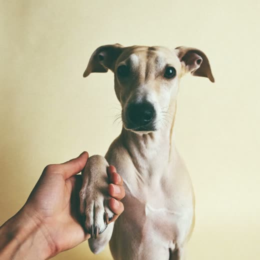 A dog's paw with neatly trimmed nails, held gently