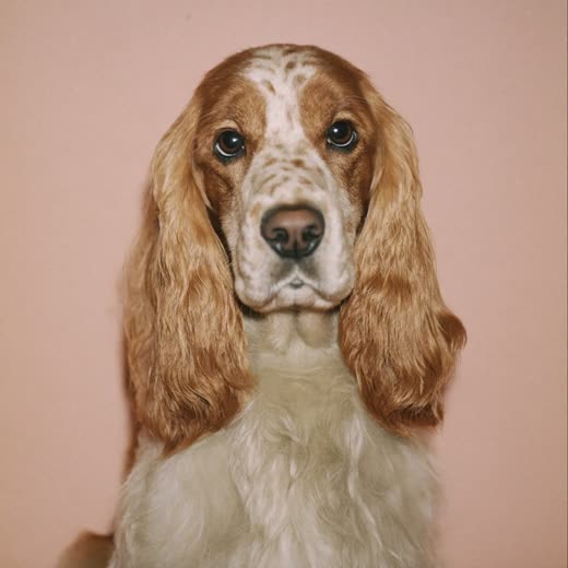 A spaniel with neatly tidied ears and face fur on a pastel background